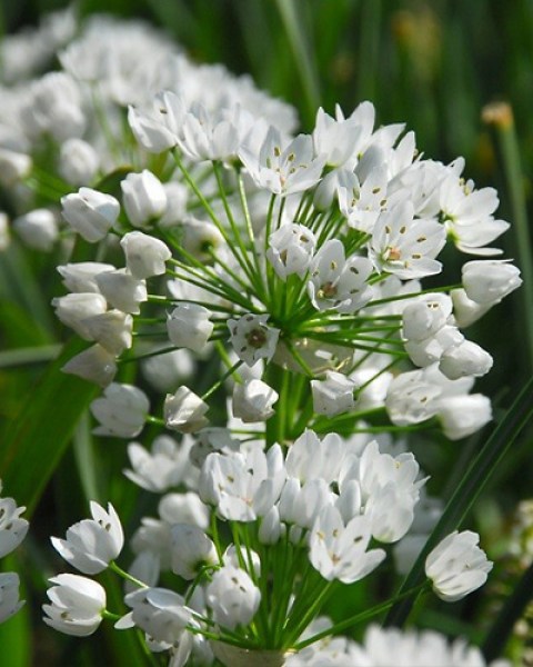 Allium neapolitanum.jpg